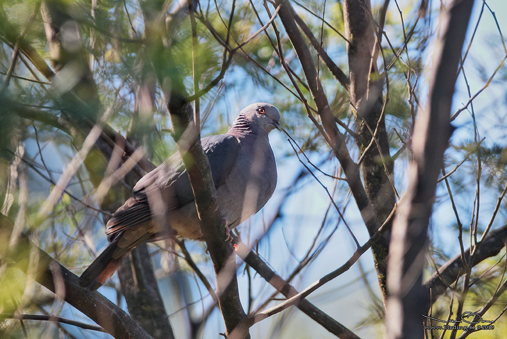 SRI LANKA WOOD PIGEON (Columba torringtoniae) - Stäng / close